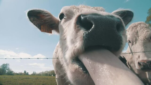 Vache(s) blanche et noire dans une prairie de la campagne belge. 4K 50 FPS. 