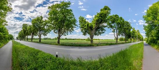 Panoramic image of avenue trees along a federal highway in Germany during daytime