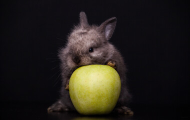 image of rabbit apple dark background 