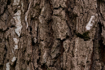 Deeply cracked bark of a really old birch tree