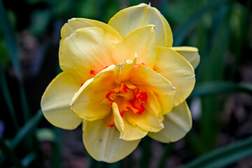 yellow daffodil flower