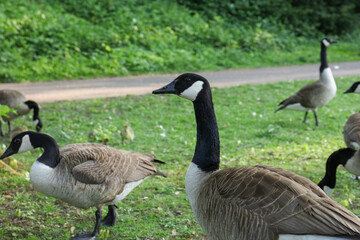 Vogel im Park