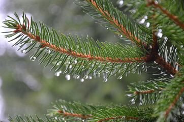 Closeup view pine branch in mountain with a drop of rain , blurred pine needles in the background