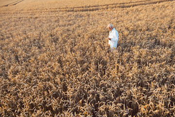 Scientist doing field test of new GMO grain for better yield