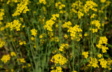 Empty wood table with free space over orange trees, orange field background. For product display montage