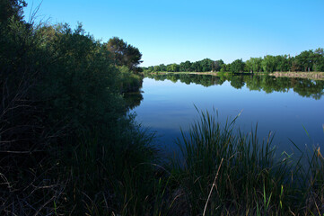 jezioro rośliny woda niebo niebieskie trzciny © Piotr