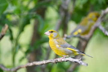 European Greenfinch Carduelis chloris. Greenfinch sits on branch