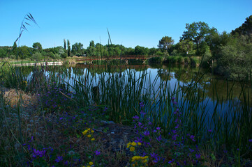 jezioro rośliny woda niebo niebieskie trzciny - obrazy, fototapety, plakaty