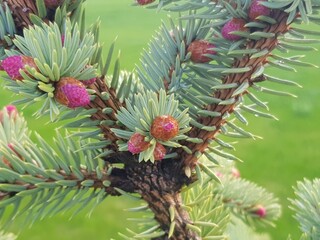 Fototapeta premium close up of a cone. Young spruce with small cones on a bright spring day. 