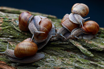 large snails crawl next to each other