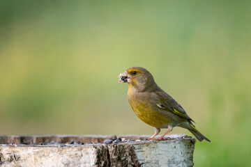 European greenfinch Chloris chloride or common greenfinch is a small songbird