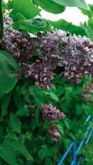 spring lilac with green leaves grows near the road