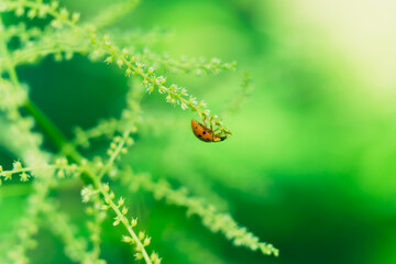 Ladybug on a white flower in the summer © Amy Buxton