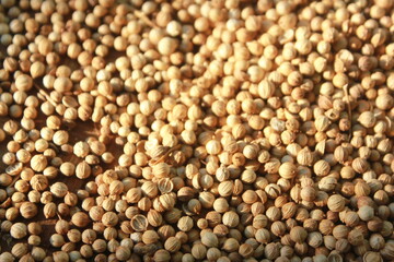 grains of coriander