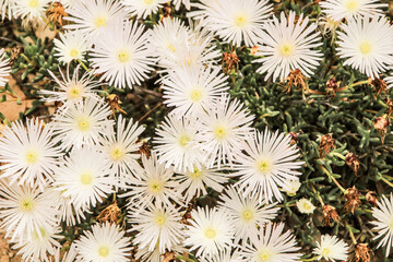 Obraz premium Mesembryanthemum Crystallinum white flowers under the sun