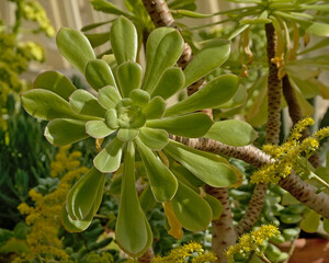 Aeonium succulent plant ina greenhouse in Dublin botanic garden