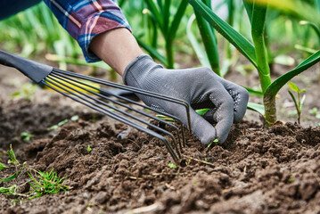 Gardener in gloves weeding onion in backyard garden with rake. Garden work and plant care. Farmer gardening and harvesting - obrazy, fototapety, plakaty