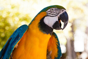 A colorful parrot looking at the camera, close-up.