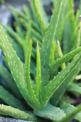 aloe vera plant