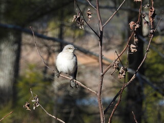 A northern mockingbird perched on a branch in the Blackwater National Wildlife Refuge, Dorchester County, Maryland.