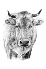 Hand drawn cow portrait, sketch graphics monochrome illustration on white background