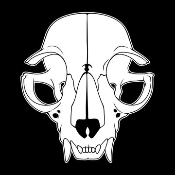 Anatomical drawing of an animal skull
