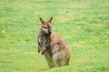 Wallaby seul dans un champ