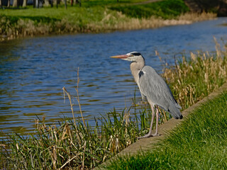 Grey heron standing on the green borders of a canal in Dublin, side view, selective focus 