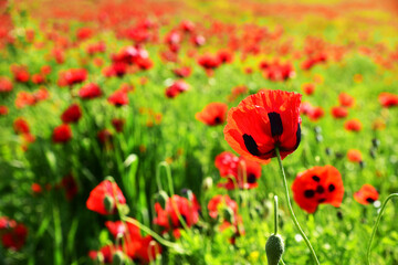 Poppy field. Poppy flowers on a sunny day. Background. 

