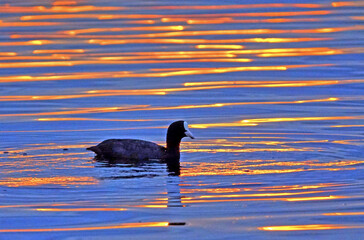 Blaesshuhn in der Abendsonne