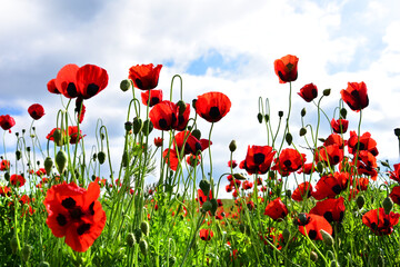 Fototapeta na wymiar Poppy field. Poppy flowers on a sunny day. Background.