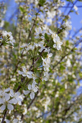 image of flowering trees in the spring city garden close-up