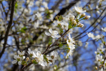 image of flowering trees in the spring city garden close-up