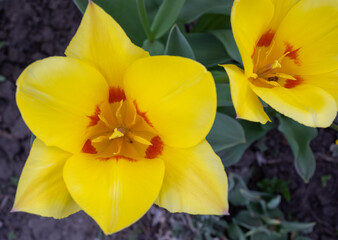 image of many beautiful tulip flowers in a spring garden