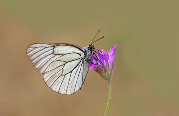 Hawthorn Butterfly - Black-veined White - Aporia crataegi