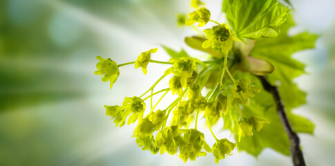 image of spring trees with young leaves in the forest