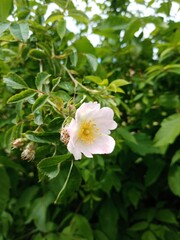 Beautiful summer flower 