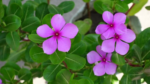 Catharanthus roseus or pink periwinkle flowers are blooming in the garden. Madagascar periwinkle flowers top angle views. Bright eyes flower slow-motion video.