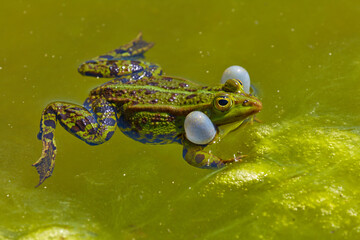 Ein Frosch schwimmt in einem gr&uuml;nen T&uuml;mpel.