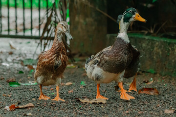 Obraz premium two ducks on a farm