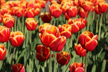 Naklejka premium Czerwone wiosenne tulipany