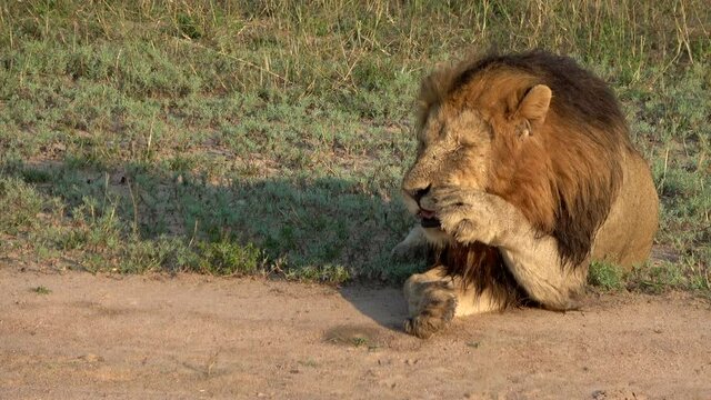 Male lion relaxedly laying on the ground grooming