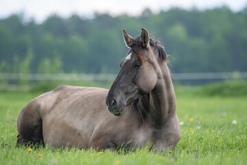Portrait of a beautiful purebred horse lying in the grass in the meadow.