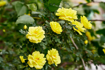 big beautiful bush with yellow roses