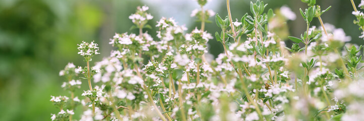 thyme or thymus vulgaris white flower bush in full bloom on a background of green leaves and grass in the floral garden on a summer day. banner