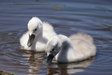 Small white fuzzy Mute Swan cygnets swimming in marsh and eating underwater plants