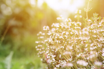 thyme or thymus vulgaris white flower bush in full bloom on a background of green leaves and grass...