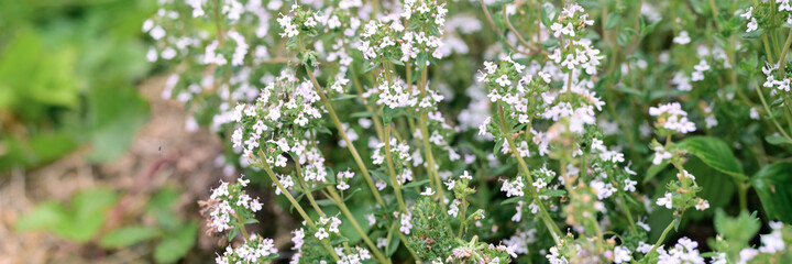 thyme or thymus vulgaris white flower bush in full bloom on a background of green leaves and grass in the floral garden on a summer day. banner
