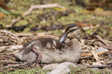 Mallard chicks resting on shore of marsh in beautiful sunny early summer day

