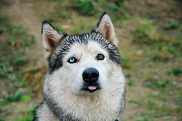 Muzzle of a Husky Dog Protruding Tongue Different Eye Colors Blue and Brown